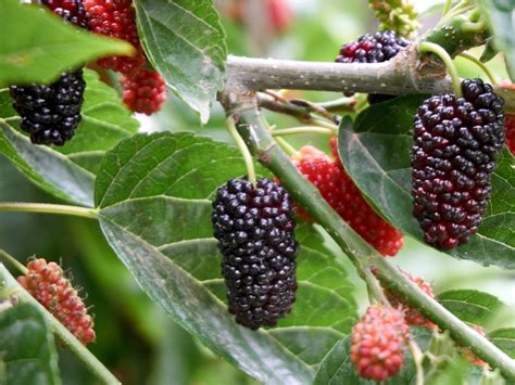 buy mulberry fruit in bangalore